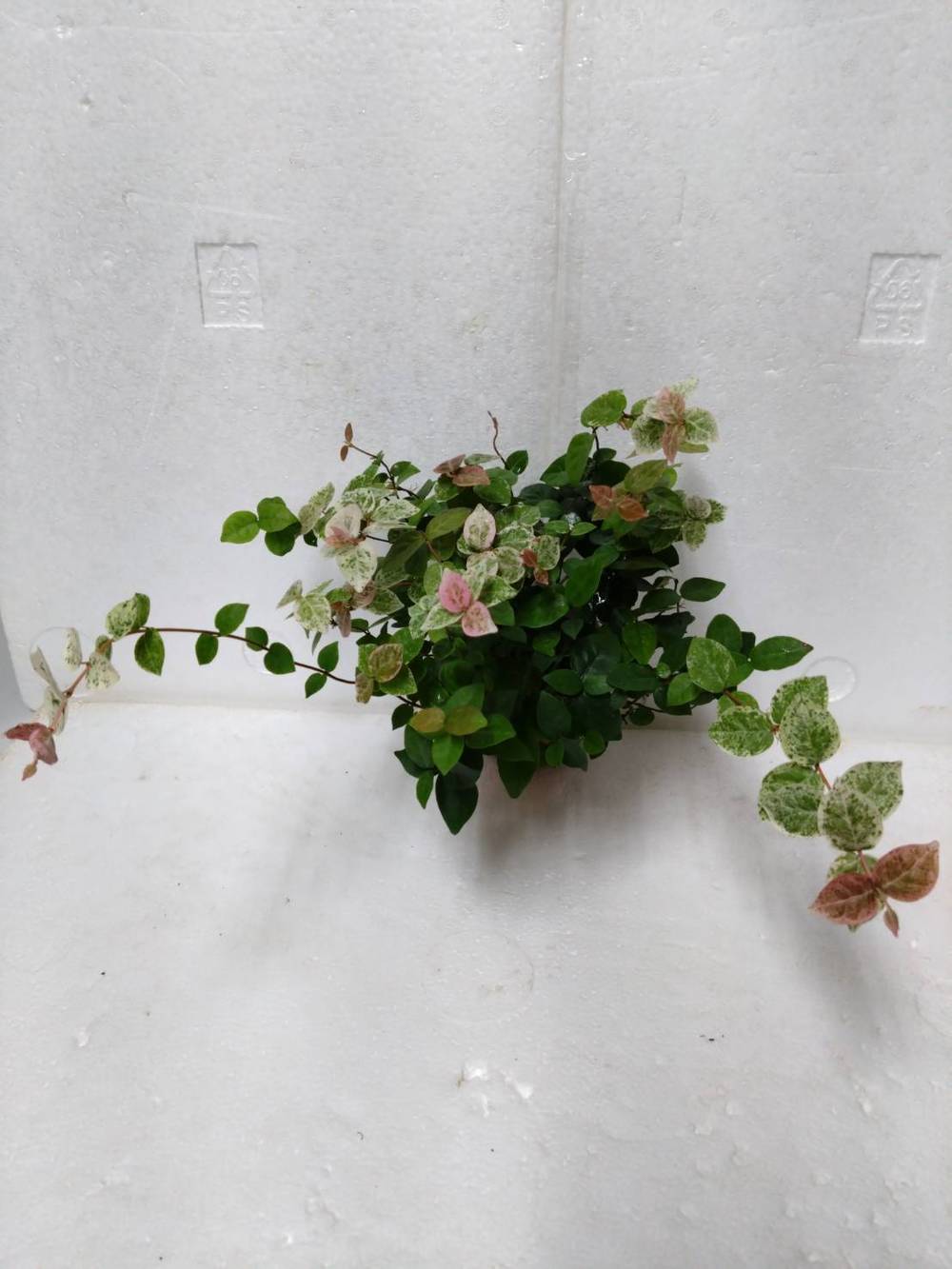 初雪葛_3吋/塑膠盆 (44號攤-陳允花研所/A004-15)