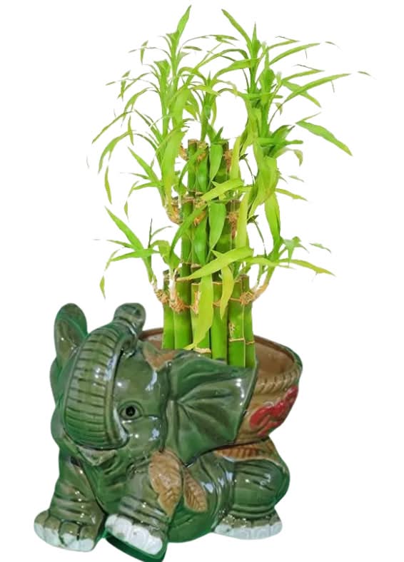 3 Circular Layer Lucky Bamboo with Large Elephant Shaped Ceramic Vase |  Postmates