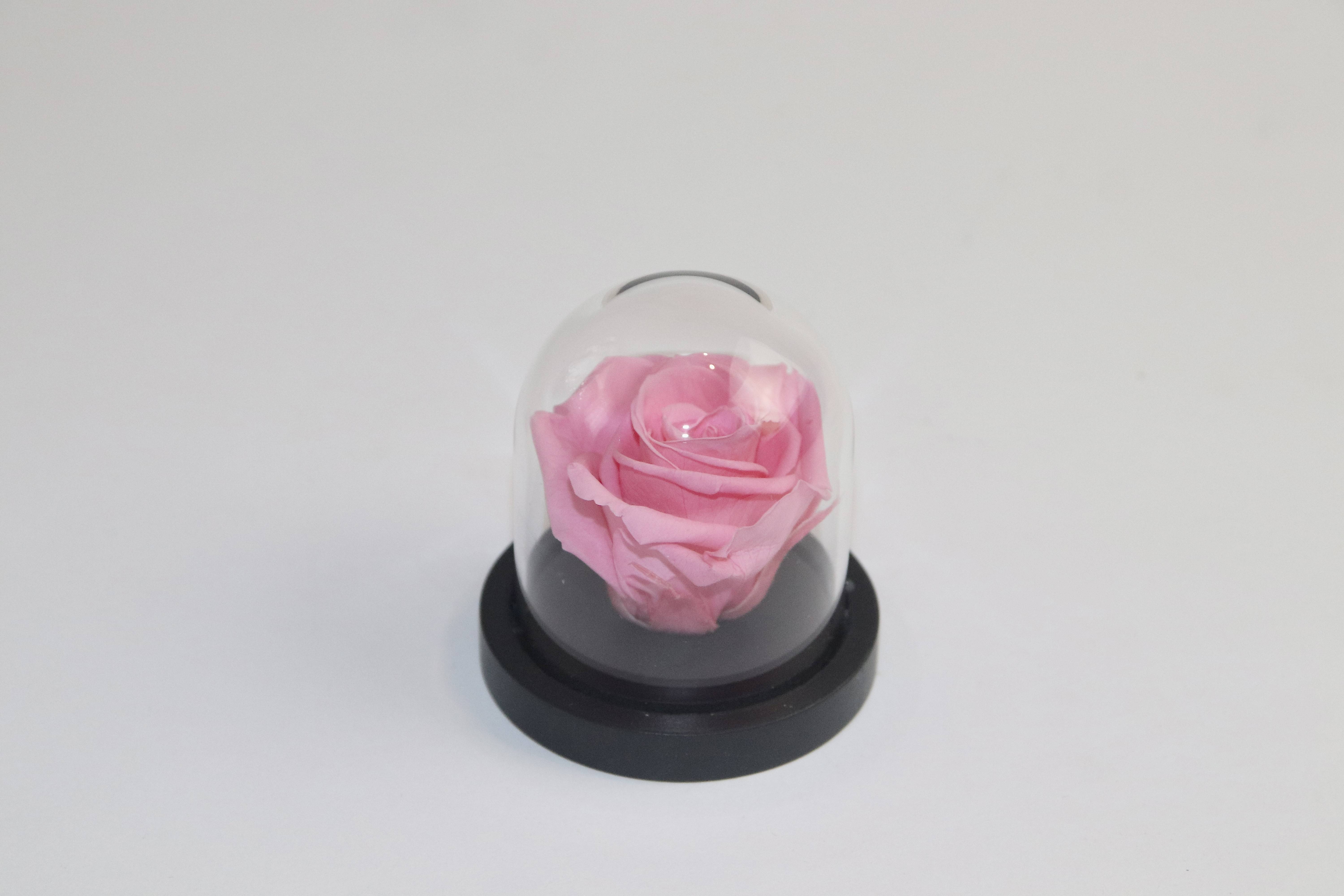 Rose éternelle sous cloche 