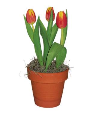 Tulip In Clay - EA