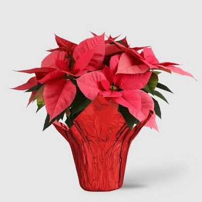 Good Little Garden Holiday Poinsettia Live Plant, 6 in, Pink