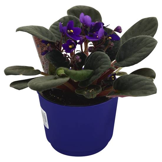 Westbrook Floral African Violet