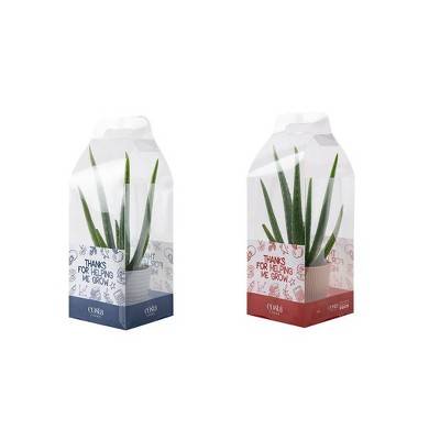 Aloe Houseplant In Giftable Bag (2 ct)