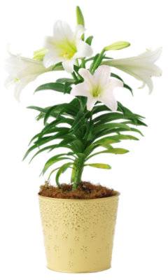 Easter Lily Upgrade - Each
