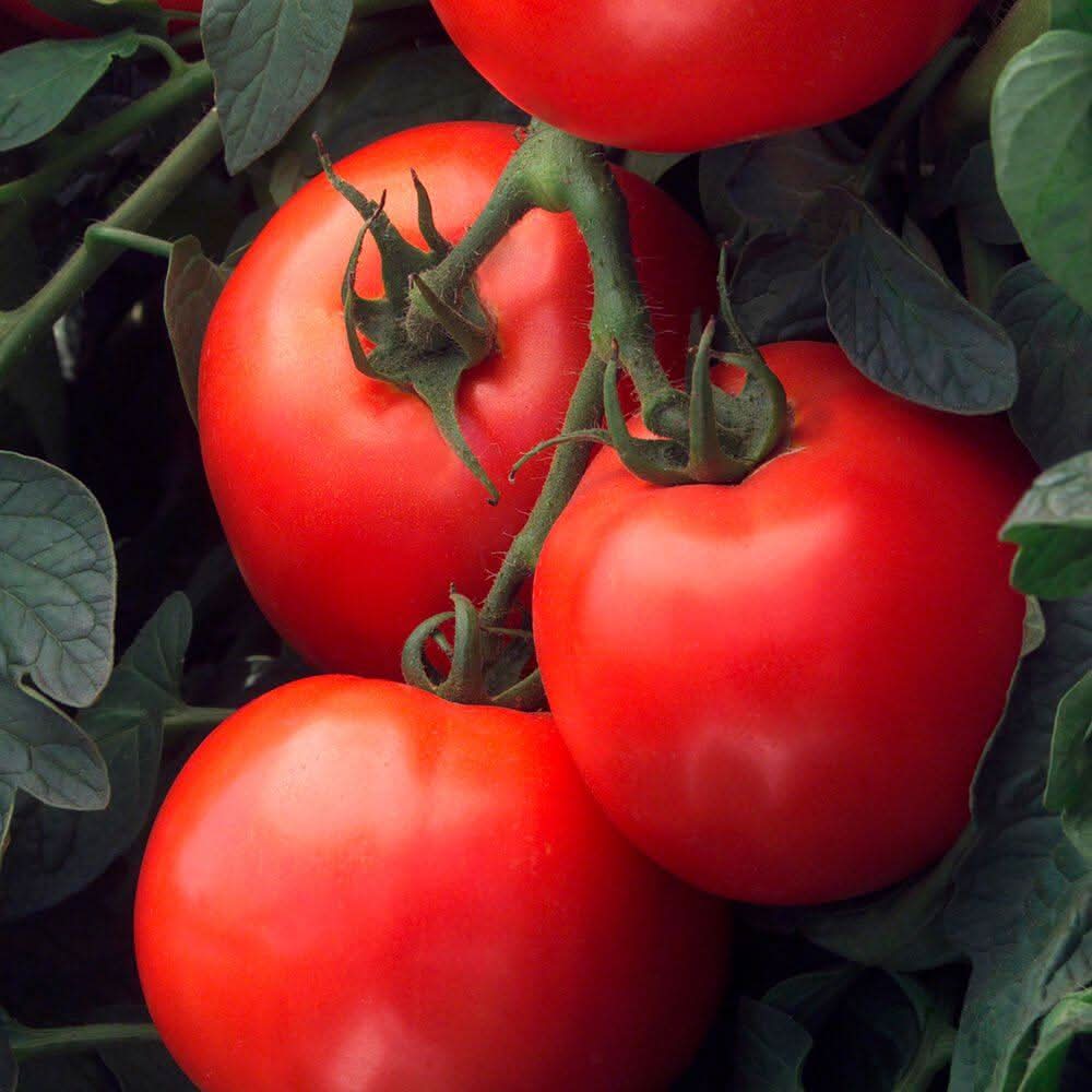 Burpee Bush Early Girl Tomato - Thumbnail 5