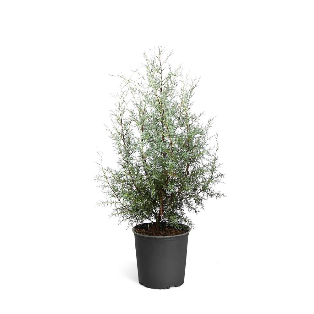 Lowe's Arizona Blue Cypress Shrub in 2.25-Gallon | 12223