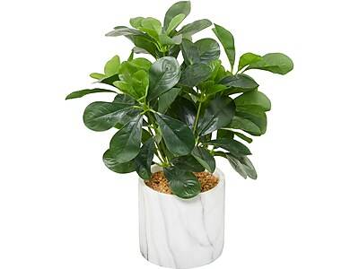 Uma Plant with Waxy Leaves in Pot (89991)