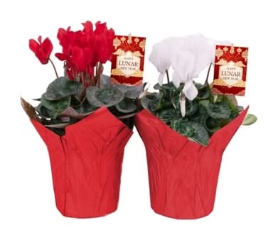 Cyclamen 4 Inch 10 EA