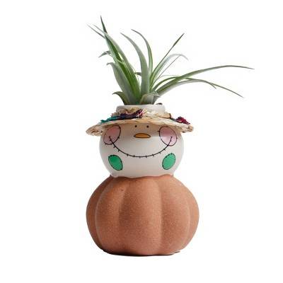 Live Tillandsia Plant in Orange Harvest Harry Planter