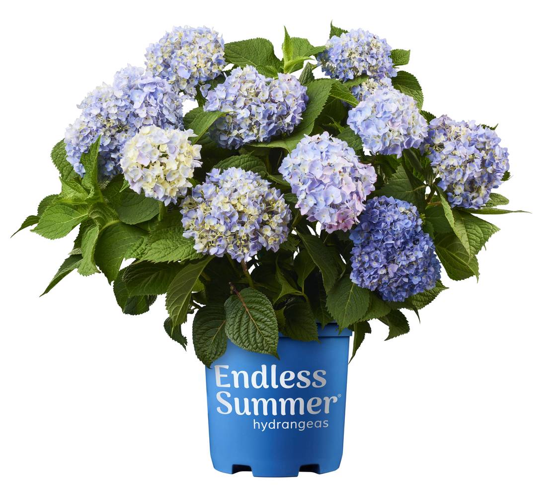 Endless Summer Hydrangea Flowering Shrub With Flowers 1 Gal, Blue