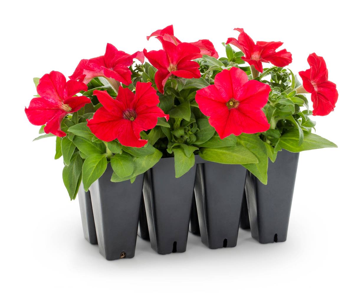 Lowe's Multicolor Petunia in 8 -Pack Tray 8 -Pack | 1527850