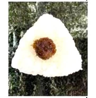 和日彩々 手巻おにぎり　おかか