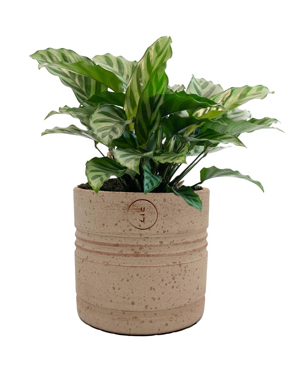 LiveTrends Petite Ashe House Plant in 12-oz Pot | ASB07070