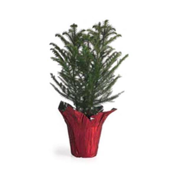 6" Norfolk Pine