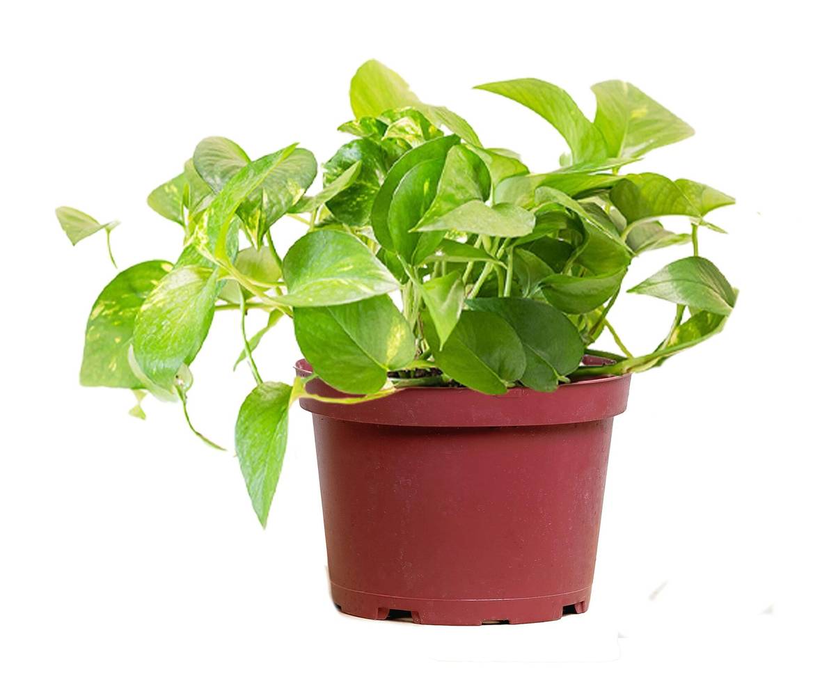 LiveTrends UJ 6IN HB - Assorted Trailing Foliage House plant in 36 Ounce(s) Hanging basket 1 -Pack | ASB02118