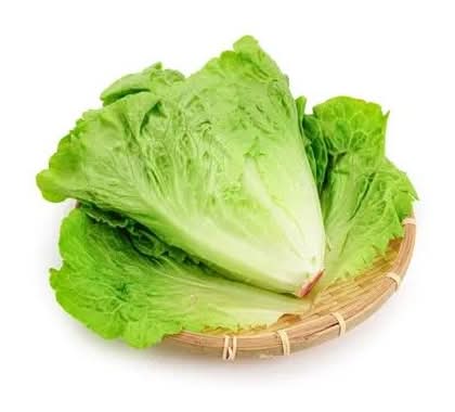 產地直採福山萵苣