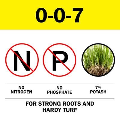 dracaena corn Corn Plant (Dracaena mass canes) main image 1