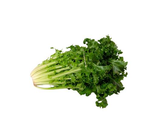 Chicorée endive - Endive chicory (1 bunch)