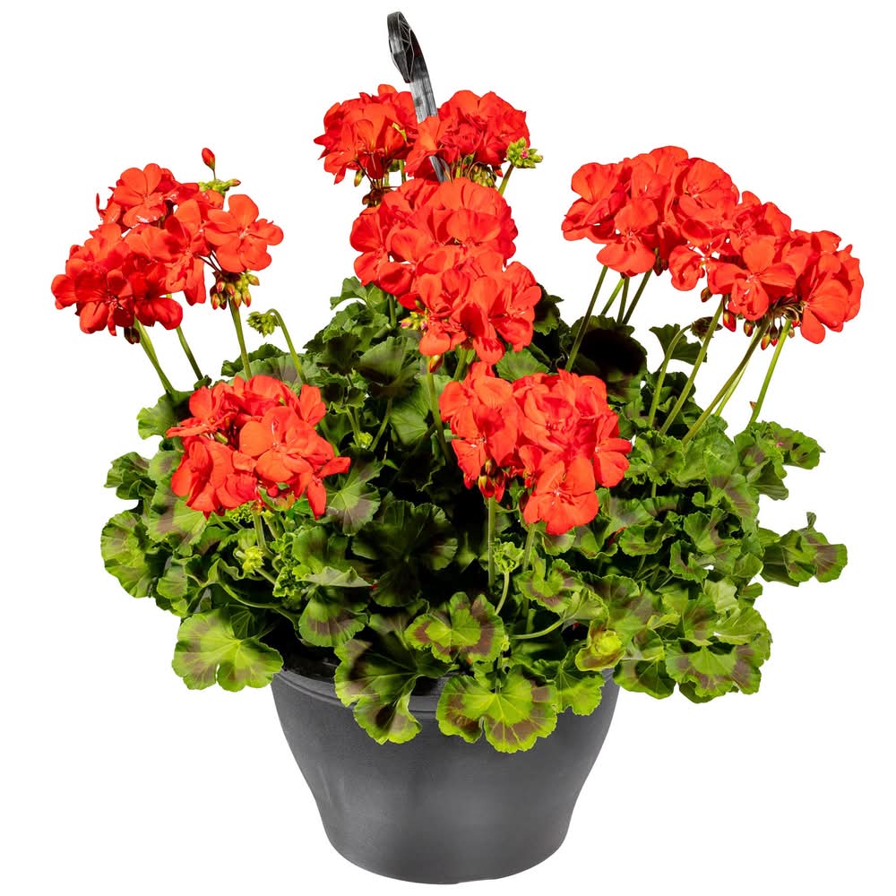 Jardiniere Suspendue 12" Jardinière Suspendue Variété Unique Pot De 30.5 Cm (12 Po)(148102) / Hanging Basket Solid 12" Solid Hanging Basket 30.5 Cm (12 In.) Pot(148102)