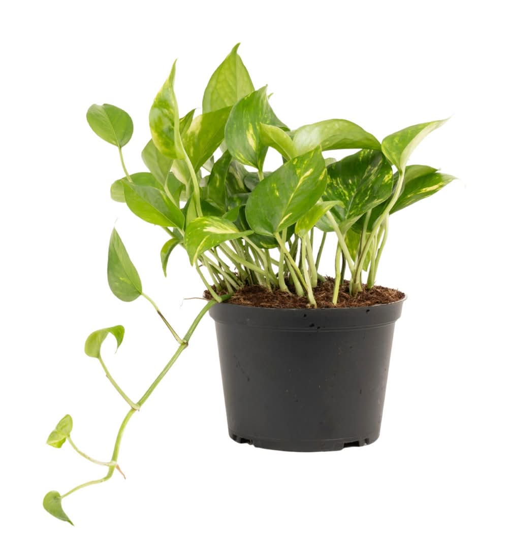 Lowe's Pothos House plant in 1.4 Quart(s) Pot 1 -Pack