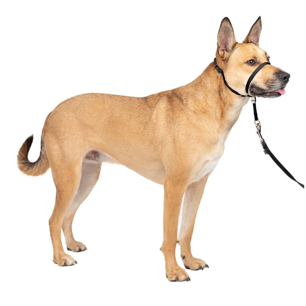 Petsafe Gentle Leader Training Dog Headcollar (medium/black)