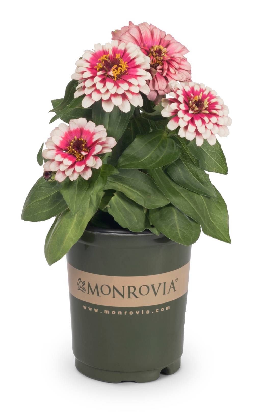 Monrovia Multicolor Zinnia in 1.0 Quart(s) Pot | NURSERY
