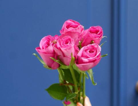 Botte de roses, rose (5)