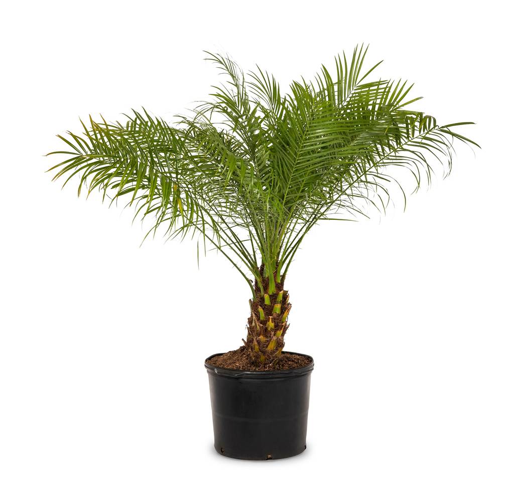 Lowe's Yellow Feature Pygmy Date Palm in Pot 1.72 Gallon