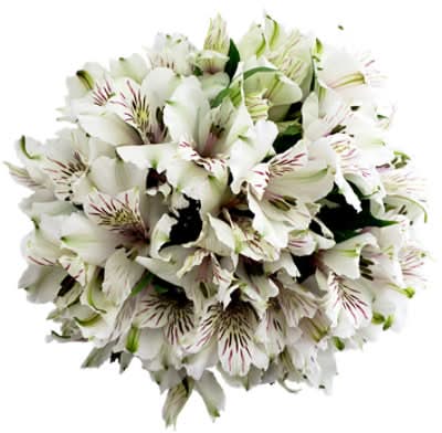 Overjoyed Boutique Alstroemeria 15 Stem - Each