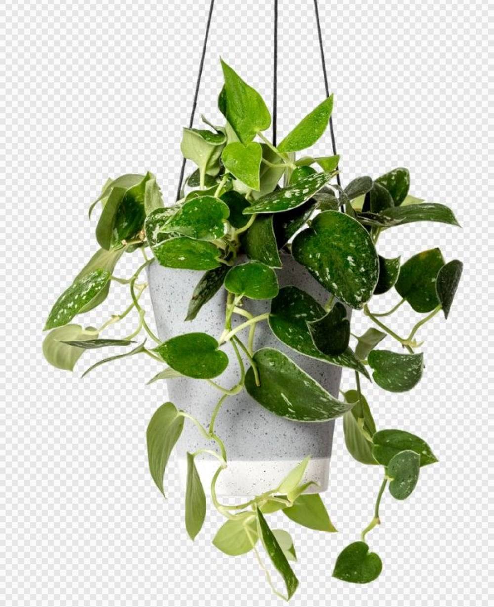 LiveTrends Cardamom Hb- Assorted Foliage House Plant in 36-oz Hanging Basket | TBD