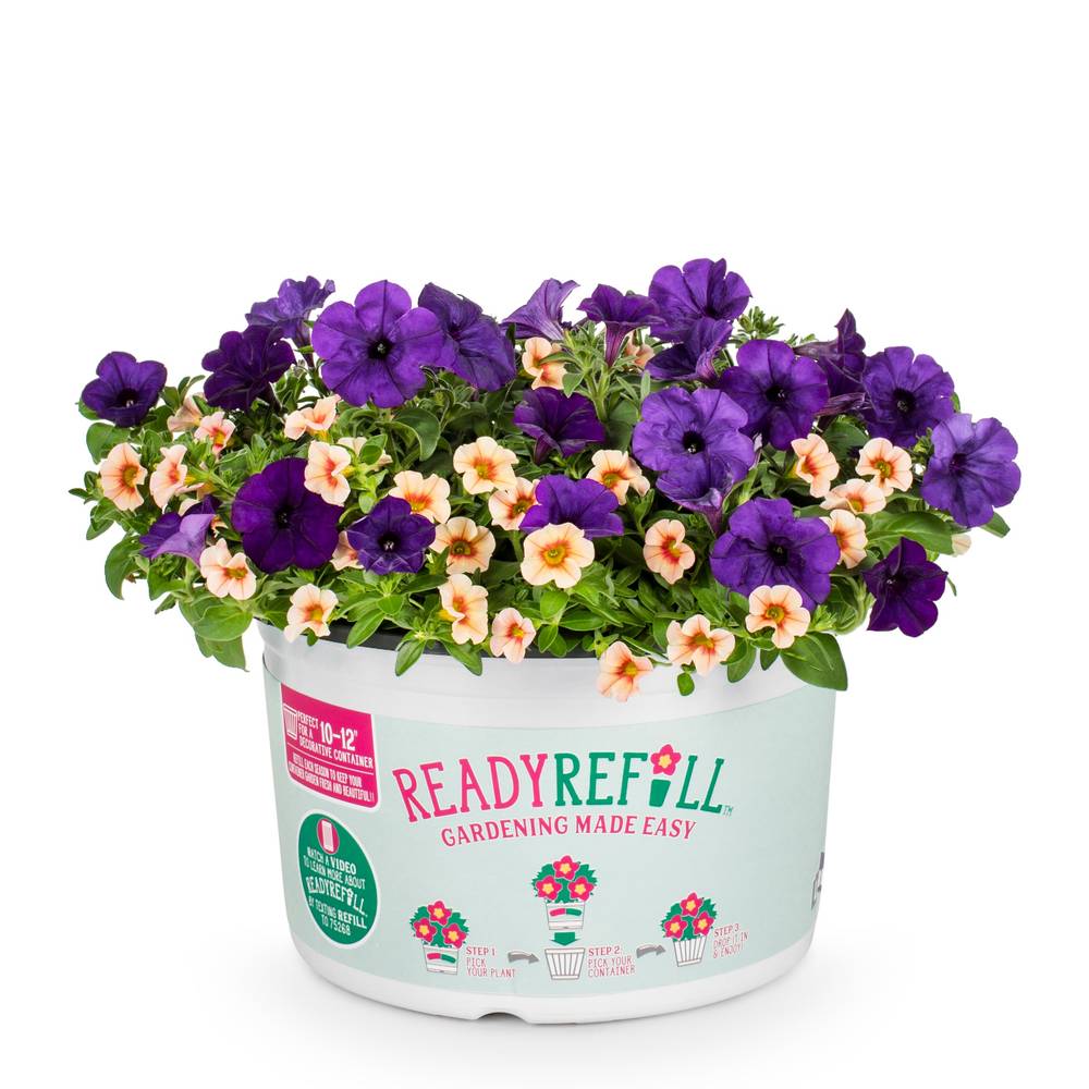 Ready Refill Multicolor Mixed Annuals Combinations in 1.5-Gallon Pot | NURSERY