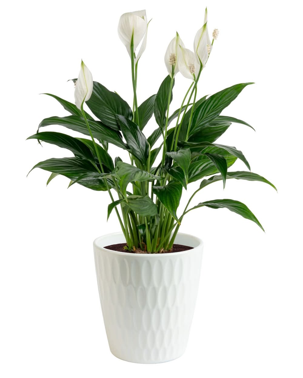 Lowe's White Peace Lily House plant in 1.4 Quart(s) Planter 1 -Pack