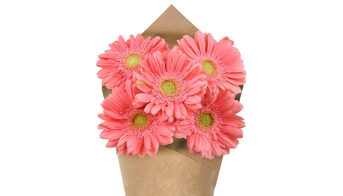 Gerberas Bunch - Light Pink, 5 stem