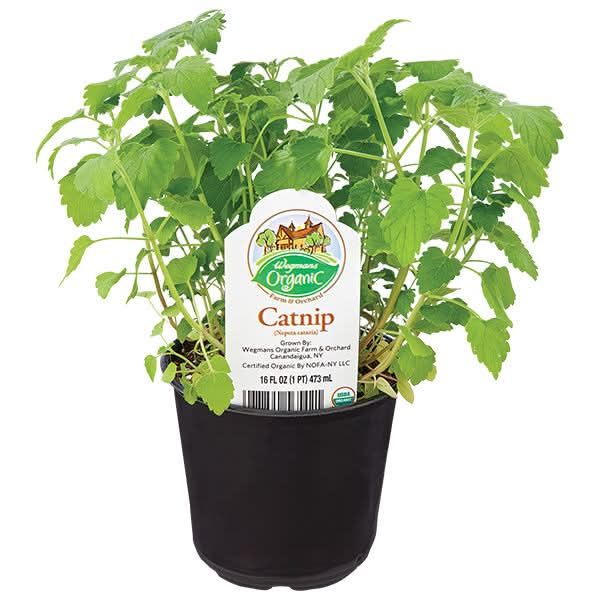 Wegmans Organic Farm & Orchard Catnip