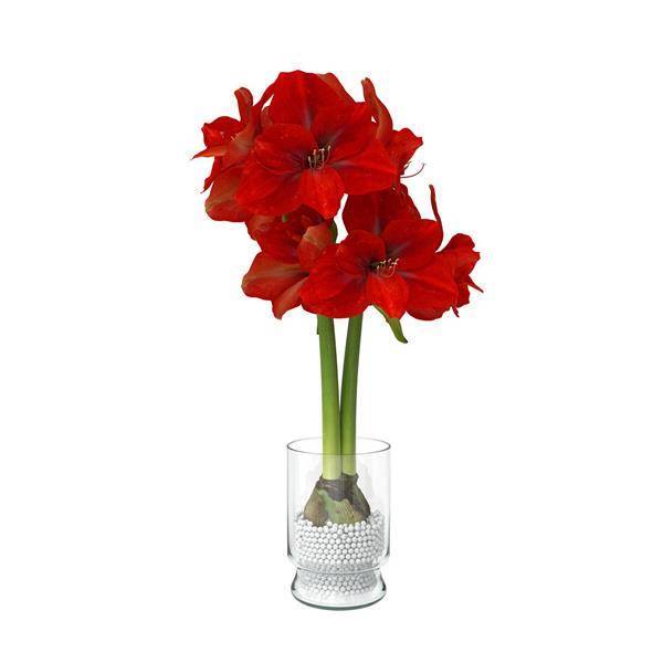 Amaryllis in 5" Paris Vase