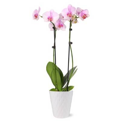 Live 5" Pink Orchid Houseplant in Ceramic Pot