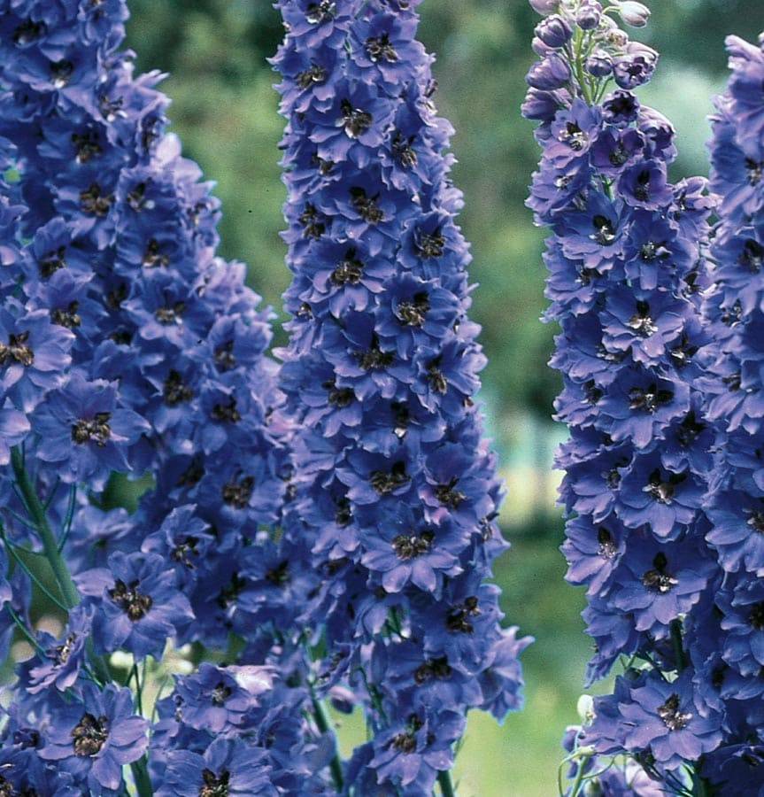 Lowe's Blue Delphinium Plant in 2.5 -Quart Pot 1 -Pack | 008914008808