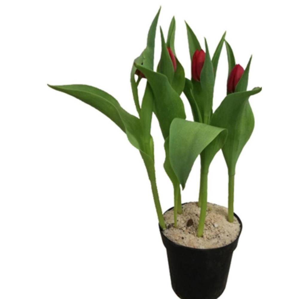 Tulipa pote 12 (1 unidade)