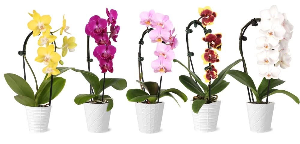 Orchid Petite Waterfall in Ceramic