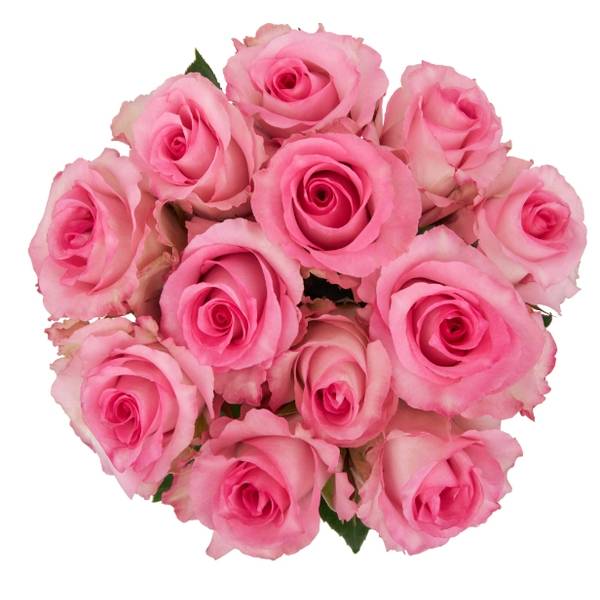 Dozen Rose Bunch, Pink