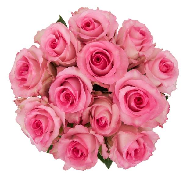 SexyHair Dozen Rose Bunch, Pink