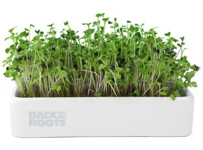 Back to the Roots Organic Mighty Mix Superfoods Microgreens Grow Kit With Ceramic Planter
