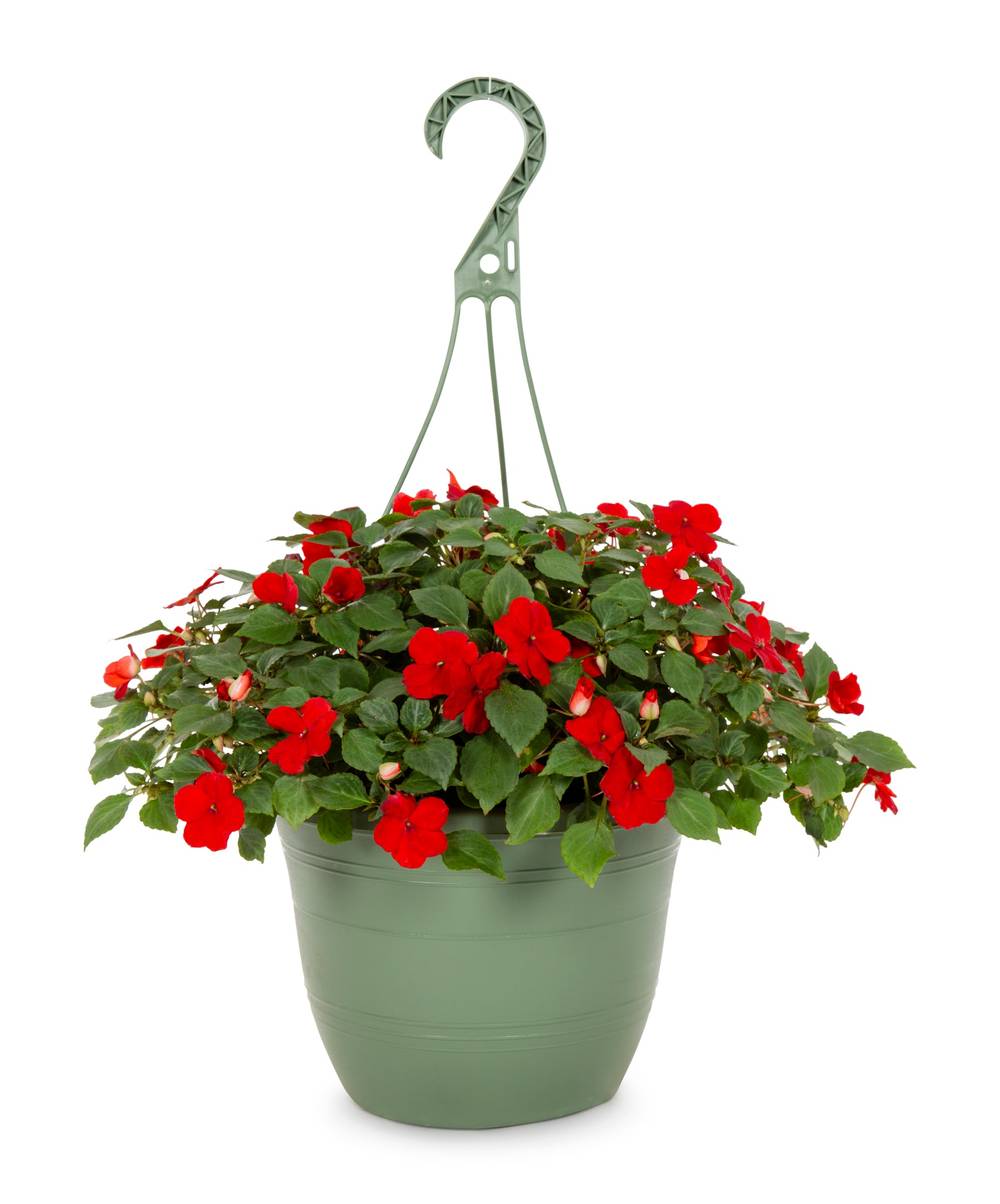 Lowe's Multicolor Impatiens in 1.5 Gallon(s) Hanging basket 1 -Pack | 223972