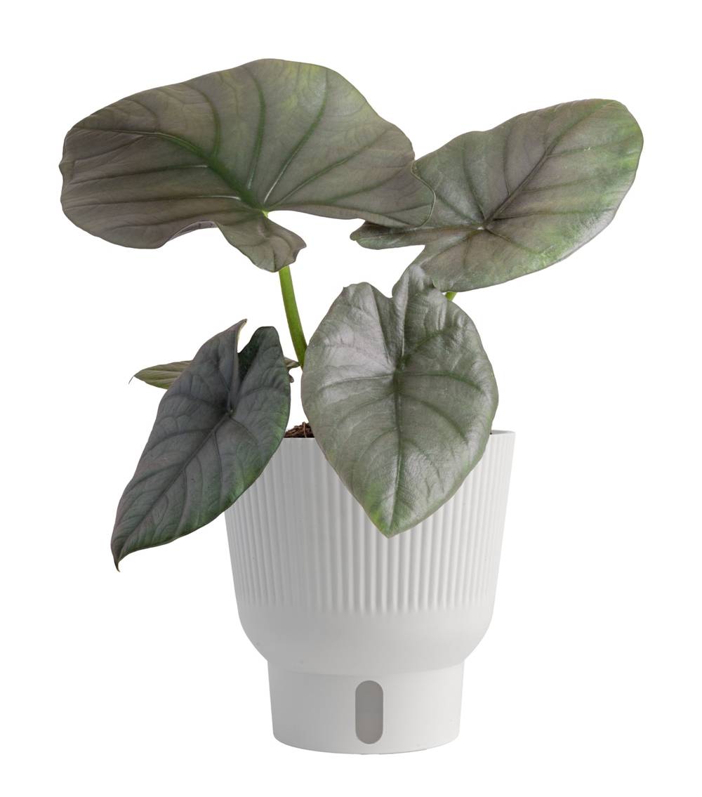 Costa Farms Trending Tropicals Alocasia House Plant in 1.4-Quart Self-watering Pot | 5991760