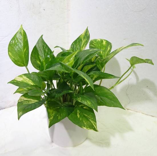 黃金葛_3吋白瓷盆 (44號攤-陳允花研所/A004-15)