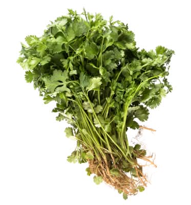 Coriandre Cilantro 10 EA