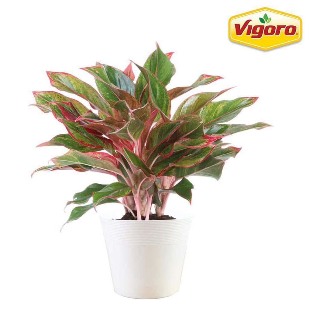 Vigoro Chinese Evergreen Aglaonema Plant With Plastic Pot (6 In)