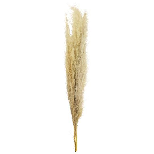 Natural Brown Pampas Bunch By Ashland