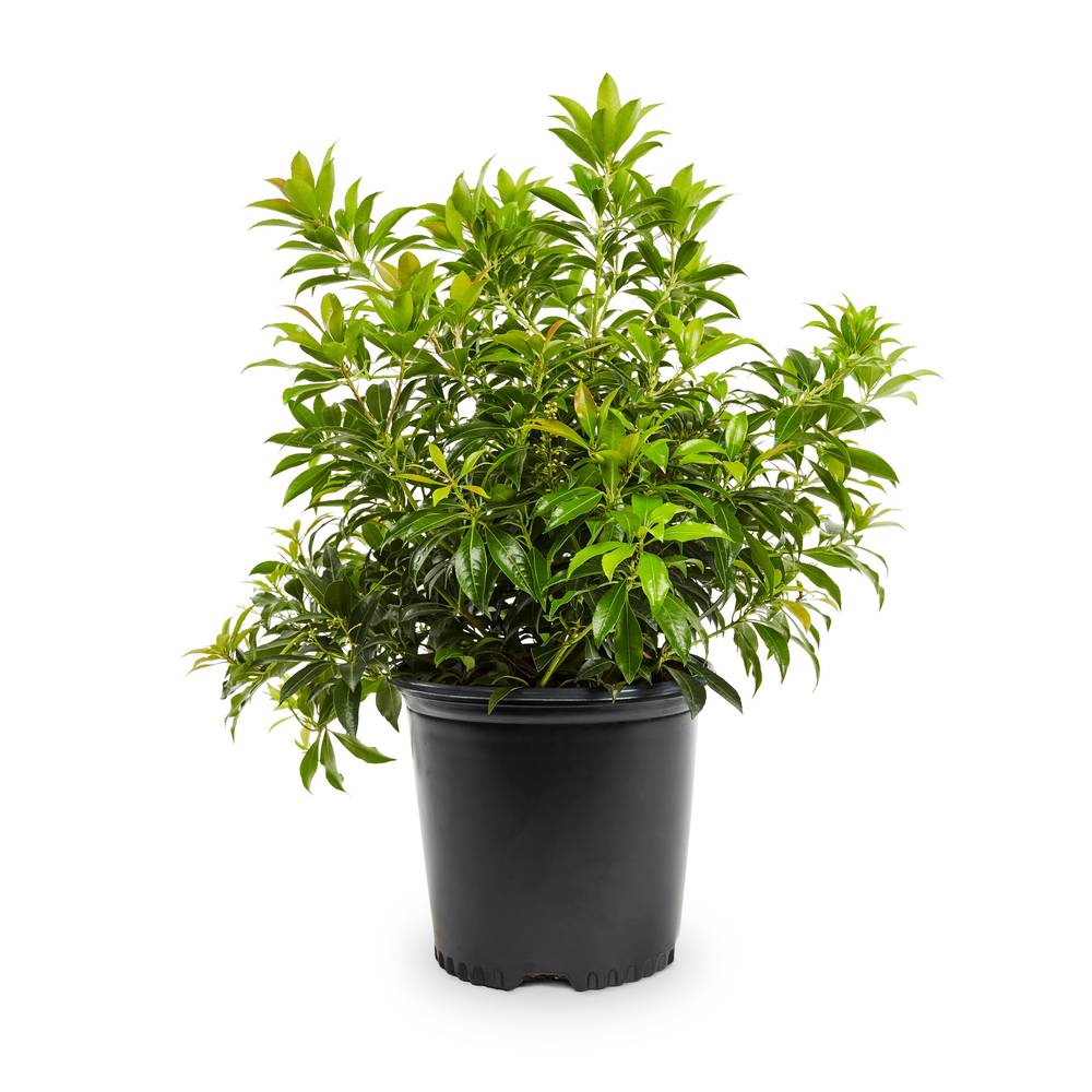 Lowe's Pieris Shrub in 2.25-Gallon | 219335