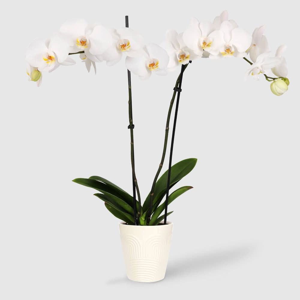 Good Little Garden Live Premium Orchid Houseplant, 5 in, White